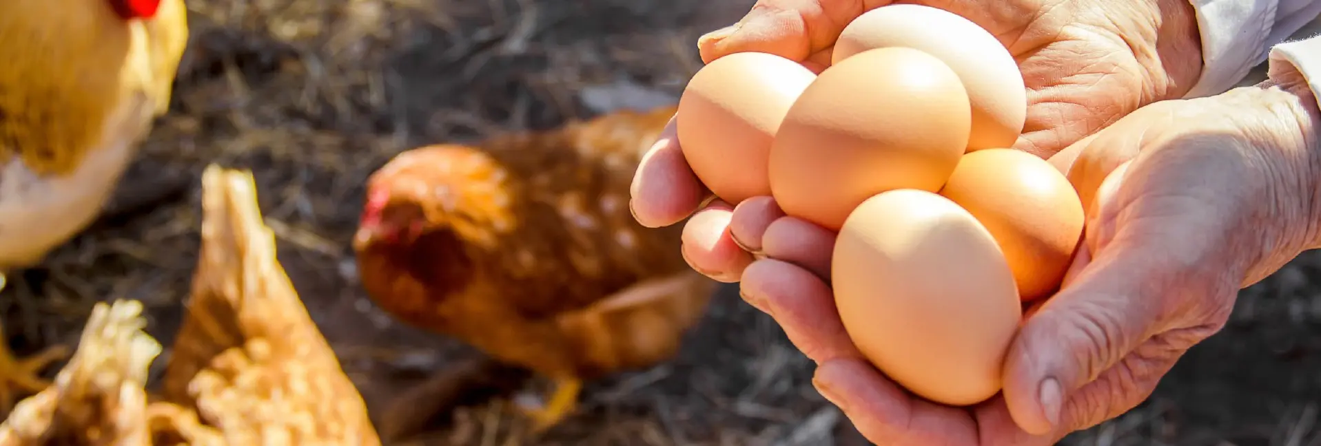 خرید نیمچه مرغ تخمگذار بومی - سپید طیور